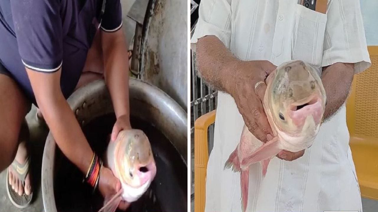 तालाब में फेंका जाल, फंसी 4 आंख वाली अनोखी मछली… मछुआरे भी हुए हैरान, आप भी देखें Photo