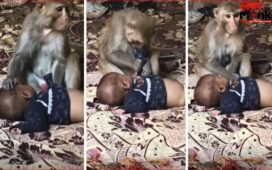 बंदरिया ने 3 महीने की मासूम को बनाया बंधक… अपना बच्चा समझ 1.5 घंटे तक करती रही दुलार, इमोशनल Video वायरल