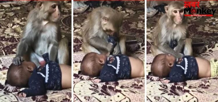 बंदरिया ने 3 महीने की मासूम को बनाया बंधक… अपना बच्चा समझ 1.5 घंटे तक करती रही दुलार, इमोशनल Video वायरल