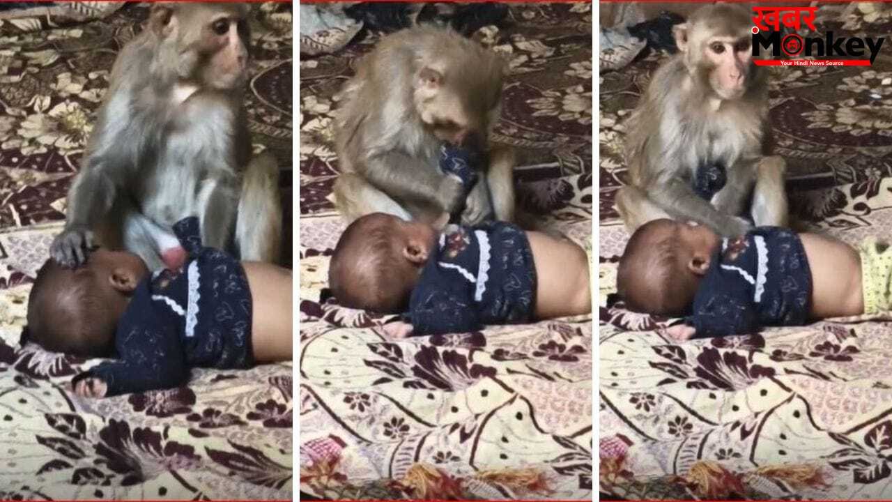 बंदरिया ने 3 महीने की मासूम को बनाया बंधक… अपना बच्चा समझ 1.5 घंटे तक करती रही दुलार, इमोशनल Video वायरल