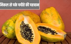 Adulteration in Papaya: केमिकल से पके हुए पपीते की कैसे करें पहचान? ये तरीके आएंगे काम