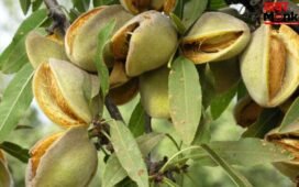 बादाम से पिस्ता तक…पेड़ों पर कैसे दिखते हैं नट्स, देखें तस्वीरें