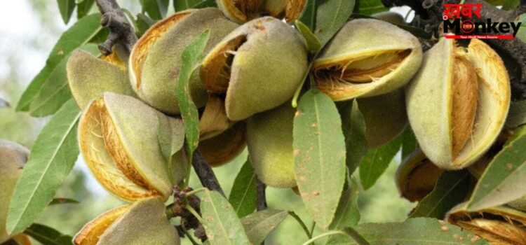 बादाम से पिस्ता तक…पेड़ों पर कैसे दिखते हैं नट्स, देखें तस्वीरें