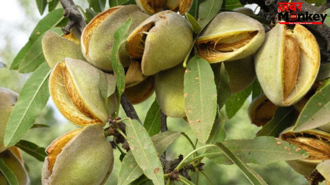 बादाम से पिस्ता तक…पेड़ों पर कैसे दिखते हैं नट्स, देखें तस्वीरें