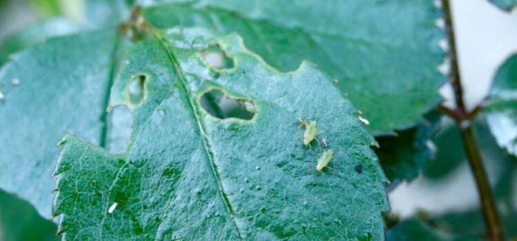 OMG! जन्म से ही गर्भवती होता है ये जीव, प्रकृति ने बनाया है इसे पौधों का दुश्मन