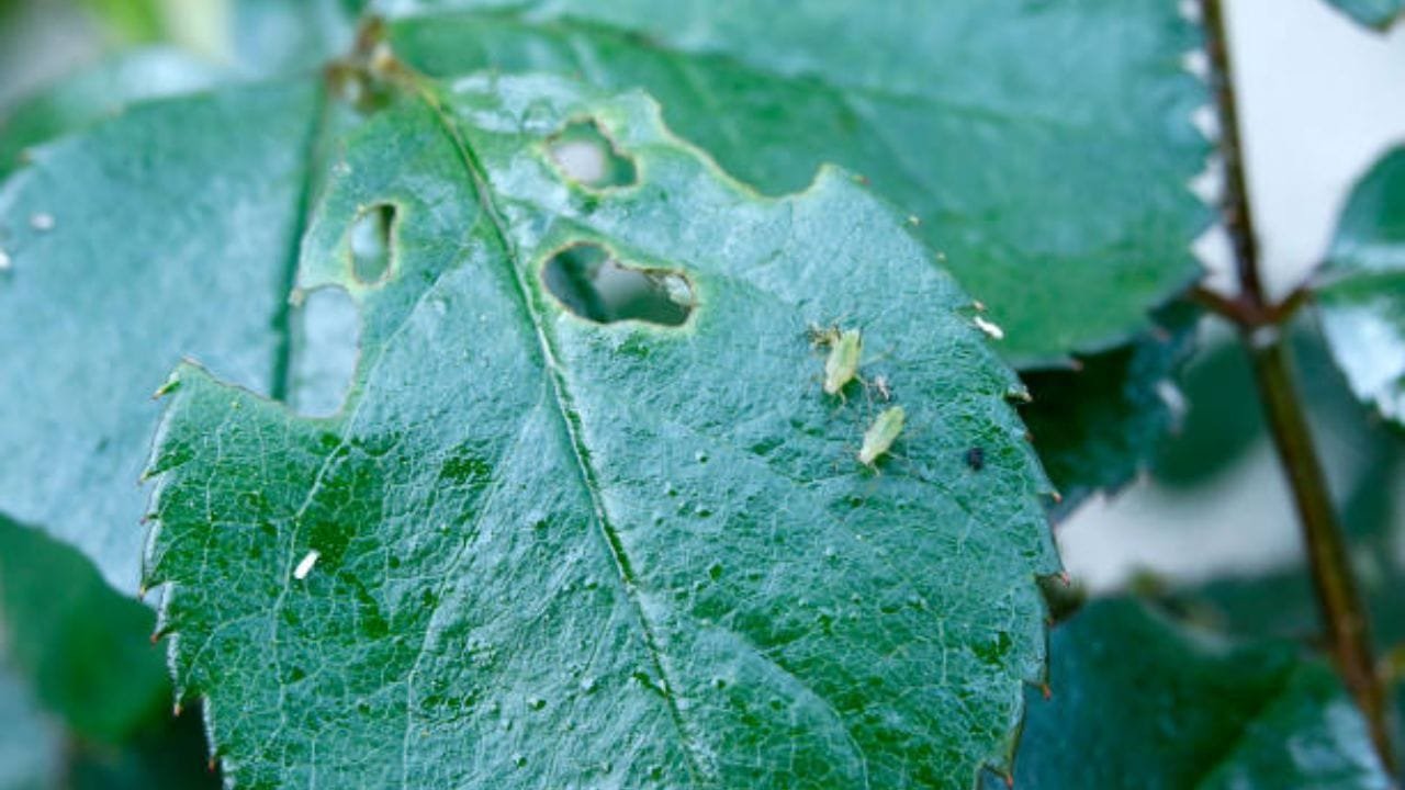 OMG! जन्म से ही गर्भवती होता है ये जीव, प्रकृति ने बनाया है इसे पौधों का दुश्मन