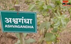 किसी भी फूड प्रोडक्ट में अश्वगंधा की पत्तियों पर रोक, सिर्फ जड़ का ही होगा इस्तेमाल