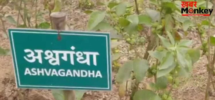 किसी भी फूड प्रोडक्ट में अश्वगंधा की पत्तियों पर रोक,  सिर्फ जड़ का ही होगा इस्तेमाल