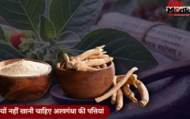 आखिर क्यों नहीं खानी चाहिए अश्वगंधा की पत्तियां, सरकार ने क्यों लगाया बैन? एक्सपर्ट से जानें सबकुछ