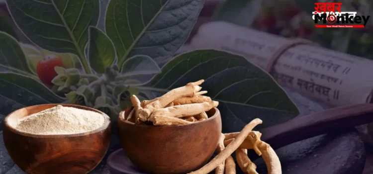 आखिर क्यों नहीं खानी चाहिए अश्वगंधा की पत्तियां, सरकार ने क्यों लगाया बैन? एक्सपर्ट से जानें सबकुछ