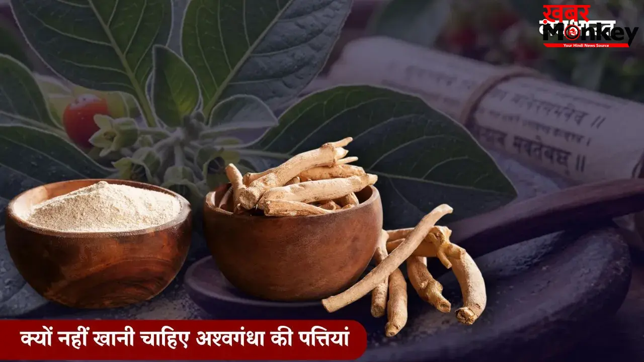 आखिर क्यों नहीं खानी चाहिए अश्वगंधा की पत्तियां, सरकार ने क्यों लगाया बैन? एक्सपर्ट से जानें सबकुछ