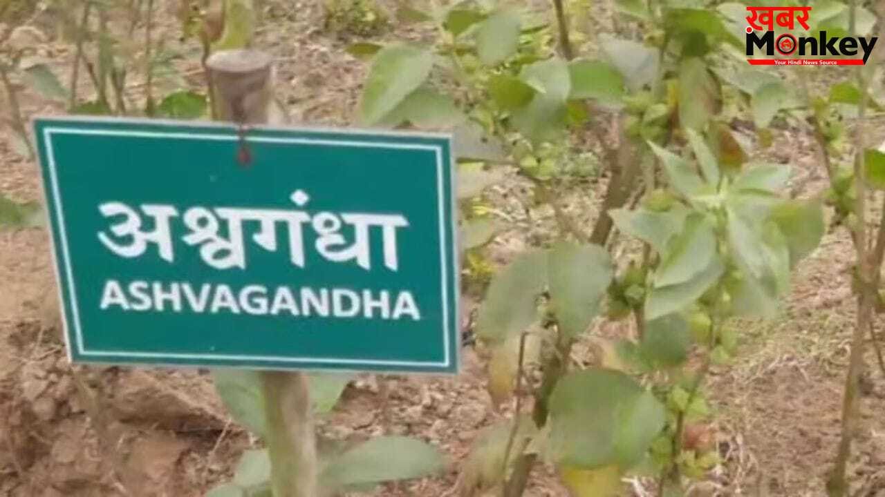 किसी भी फूड प्रोडक्ट में अश्वगंधा की पत्तियों पर रोक, सिर्फ जड़ का ही होगा इस्तेमाल