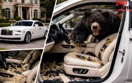 OMG! वाह रे इंसान! भालू बनकर तोड़ डाली अपनी ही गाड़ी, फिर हुआ इंश्योरेंस स्कैम का खुलासा