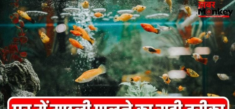 घर के एक्वेरियम में जल्दी मर जाती हैं मछलियां? ये गलतियां हो सकती है वजह