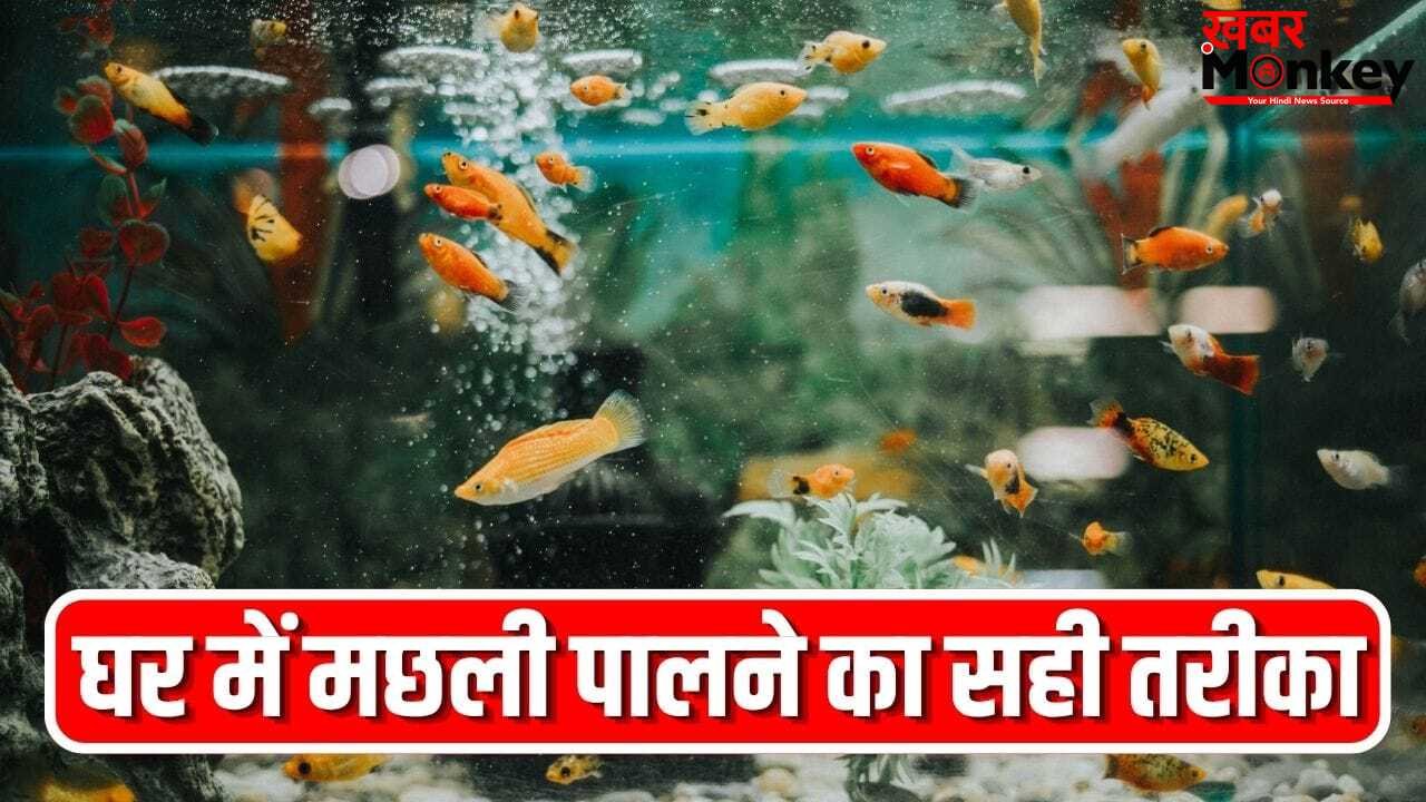 घर के एक्वेरियम में जल्दी मर जाती हैं मछलियां? ये गलतियां हो सकती है वजह