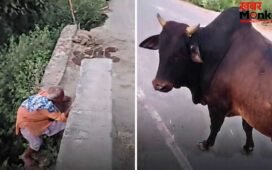 ‘यमराज ऊपर और ताऊ नीचे!’ सांड के डर से बुजुर्ग ने जहां ली शरण, देख फटी रह जाएंगी आंखें