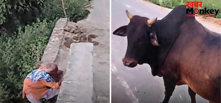 ‘यमराज ऊपर और ताऊ नीचे!’ सांड के डर से बुजुर्ग ने जहां ली शरण, देख फटी रह जाएंगी आंखें; वायरल हुआ ये वीडियो
