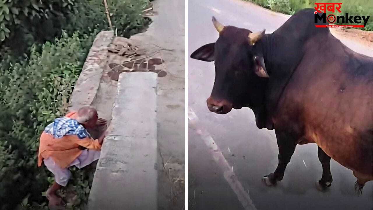 ‘यमराज ऊपर और ताऊ नीचे!’ सांड के डर से बुजुर्ग ने जहां ली शरण, देख फटी रह जाएंगी आंखें; वायरल हुआ ये वीडियो