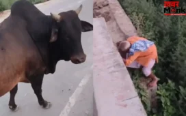 सांड से बचते-बचते फंसे दादा जी, ‘आगे कुआं पीछे खाई’ जैसा बना हाल; वीडियो देख नहीं रुकेगी हंसी