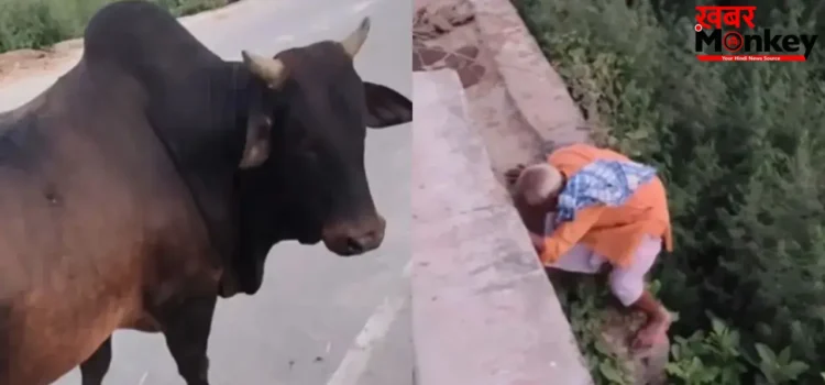 सांड से बचते-बचते फंसे दादा जी, ‘आगे कुआं पीछे खाई’ जैसा बना हाल; वीडियो देख नहीं रुकेगी हंसी