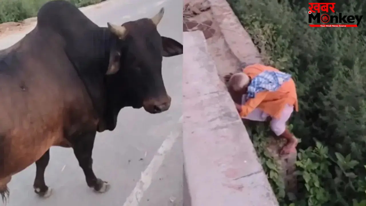 सांड से बचते-बचते फंसे दादा जी, ‘आगे कुआं पीछे खाई’ जैसा बना हाल; वीडियो देख नहीं रुकेगी हंसी