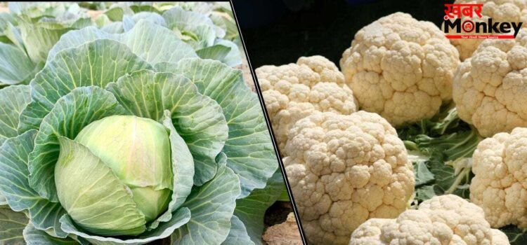 Cabbage vs Cauliflower: फूलगोभी या पत्तागोभी…किसमें ज्यादा होते हैं पोषक तत्व, किसे खाना ज्यादा फायेदमंद? Cabbage vs Cauliflower: फूलगोभी या पत्तागोभी…किसमें ज्यादा होते हैं पोषक तत्व, किसे खाना ज्यादा फायेदमंद?