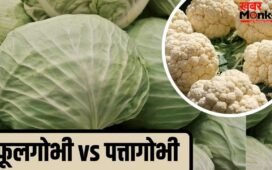Cabbage vs Cauliflower: फूलगोभी या पत्तागोभी… किसमें ज्यादा होते हैं पोषक तत्व, किसे खाना ज्यादा फायेदमंद?