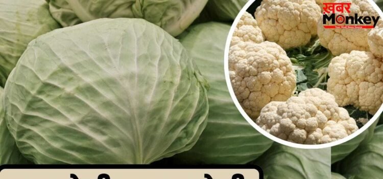 Cabbage vs Cauliflower: फूलगोभी या पत्तागोभी… किसमें ज्यादा होते हैं पोषक तत्व, किसे खाना ज्यादा फायेदमंद?