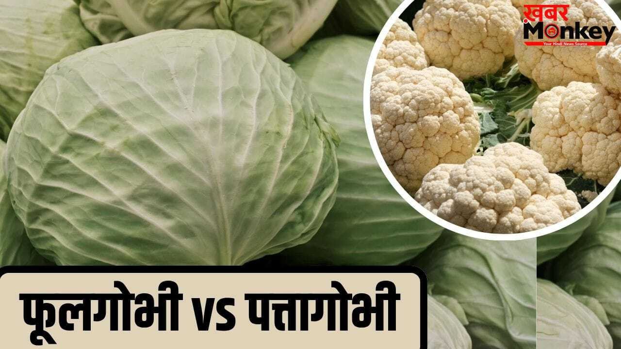 Cabbage vs Cauliflower: फूलगोभी या पत्तागोभी… किसमें ज्यादा होते हैं पोषक तत्व, किसे खाना ज्यादा फायेदमंद?