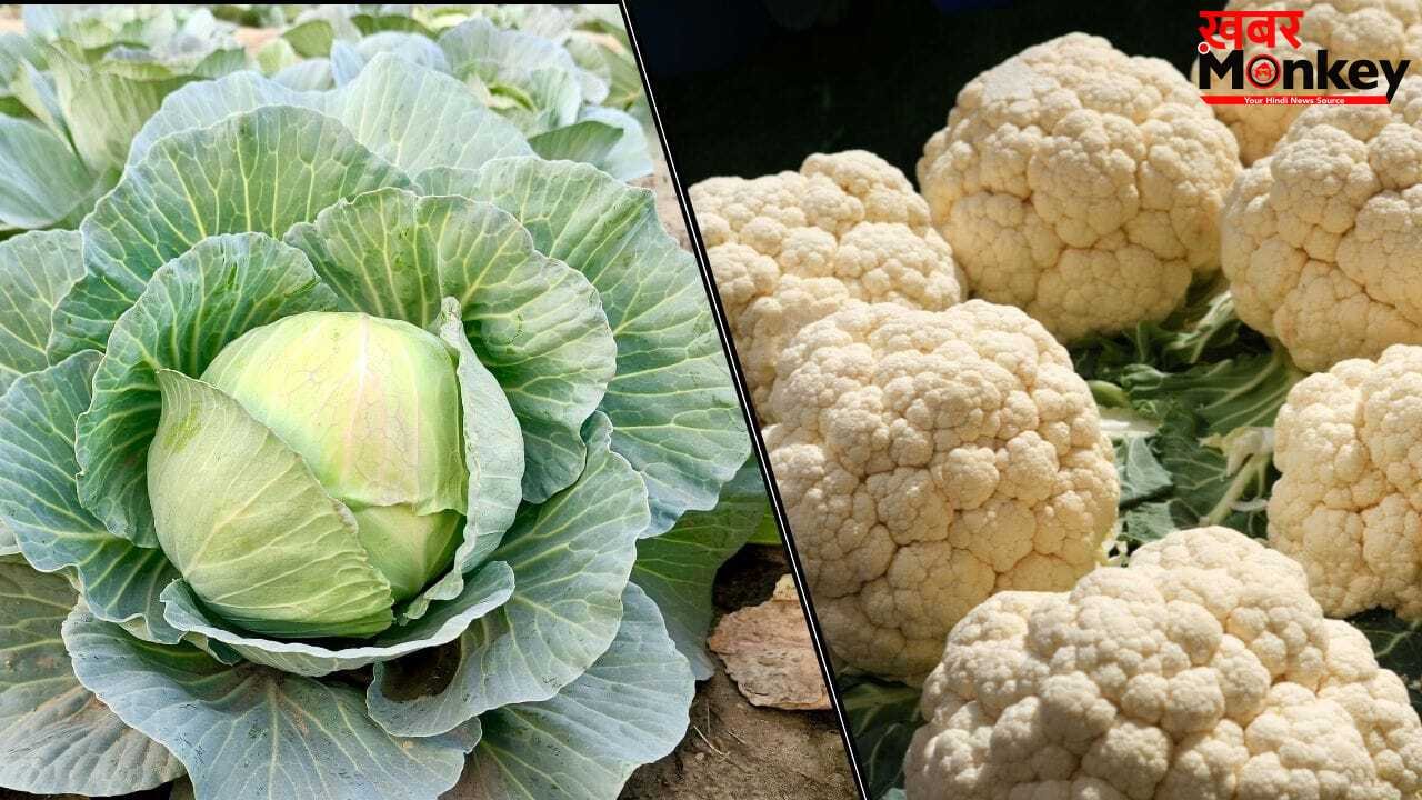 Cabbage vs Cauliflower: फूलगोभी या पत्तागोभी…किसमें ज्यादा होते हैं पोषक तत्व, किसे खाना ज्यादा फायेदमंद?