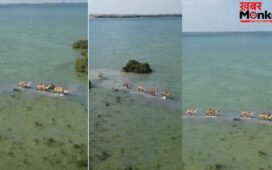 Viral Video: समंदर में चलता दिखा ऊंटों का काफिला, अद्भुत नजारा देख मंत्रमुग्ध हुए लोग