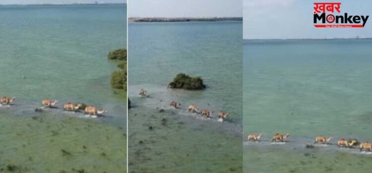 Viral Video: समंदर में चलता दिखा ऊंटों का काफिला, अद्भुत नजारा देख मंत्रमुग्ध हुए लोग