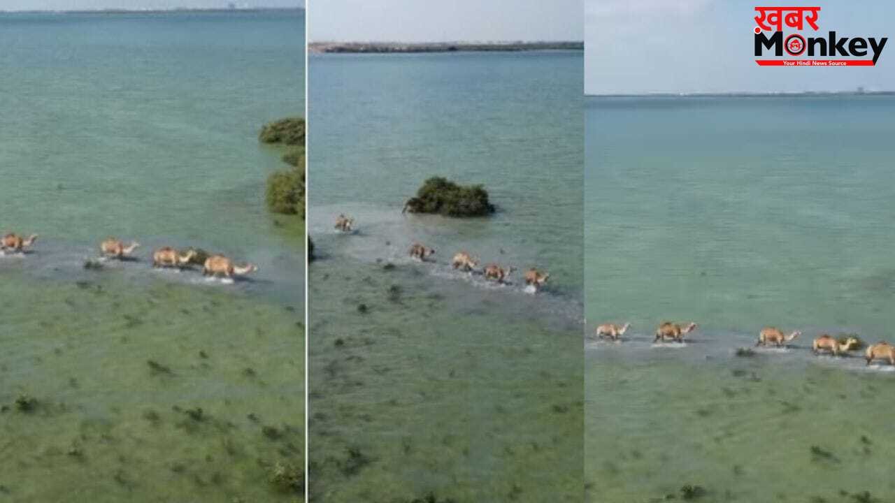 Viral Video: समंदर में चलता दिखा ऊंटों का काफिला, अद्भुत नजारा देख मंत्रमुग्ध हुए लोग