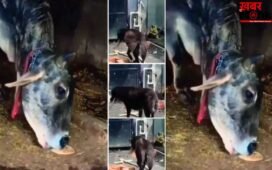 Viral Video: गाय के लिए रोटी लेकर पहुंचा छोटा सा कुत्ता, दुनिया के सामने पेश की दोस्ती की सच्ची मिसाल