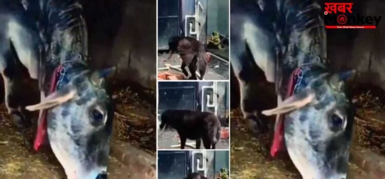 Viral Video: गाय के लिए रोटी लेकर पहुंचा छोटा सा कुत्ता, दुनिया के सामने पेश की दोस्ती की सच्ची मिसाल