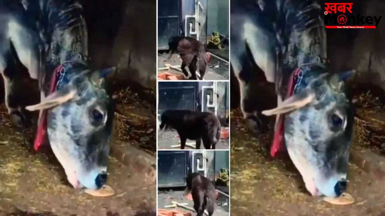 Viral Video: गाय के लिए रोटी लेकर पहुंचा छोटा सा कुत्ता, दुनिया के सामने पेश की दोस्ती की सच्ची मिसाल