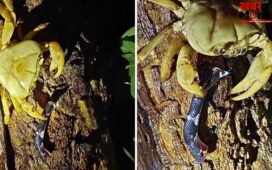 Viral Video: सांप की मुंडी काटकर खीरे की तरह चबा गया केकड़ा! वीडियो देख दंग रह गए लोग