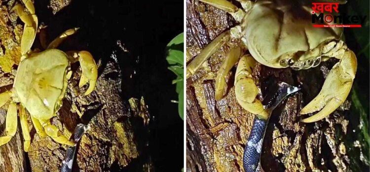 Viral Video: सांप की मुंडी काटकर खीरे की तरह चबा गया केकड़ा! वीडियो देख दंग रह गए लोग