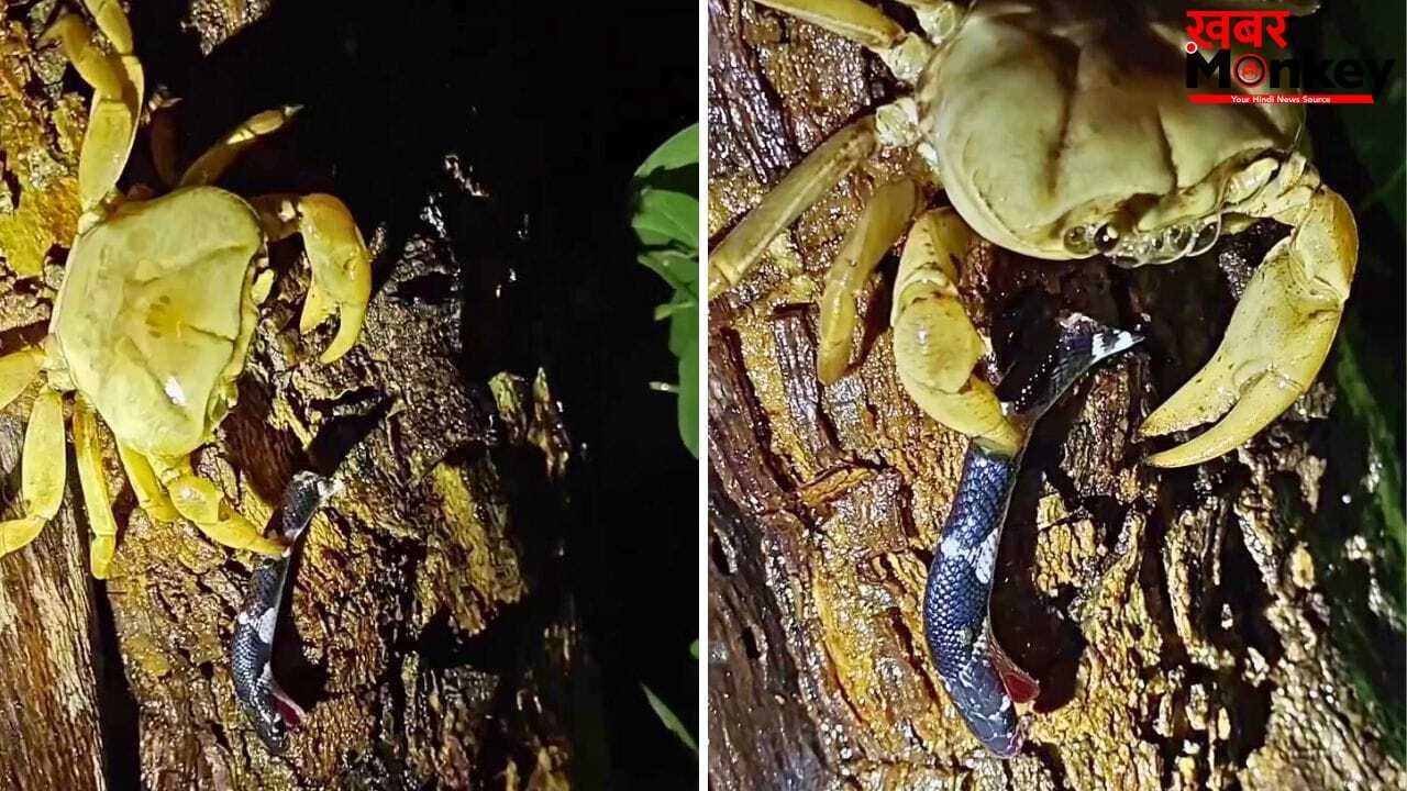 Viral Video: सांप की मुंडी काटकर खीरे की तरह चबा गया केकड़ा! वीडियो देख दंग रह गए लोग