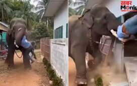 हाथी के हमले का खौफनाक वीडियो वायरल, मौत को सामने देख कांप गए लोग; लेकिन क्लिप की सच्चाई है कुछ और