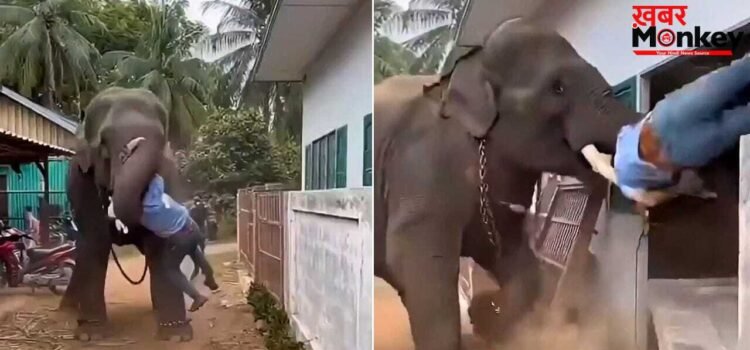 हाथी के हमले का खौफनाक वीडियो वायरल, मौत को सामने देख कांप गए लोग; लेकिन क्लिप की सच्चाई है कुछ और