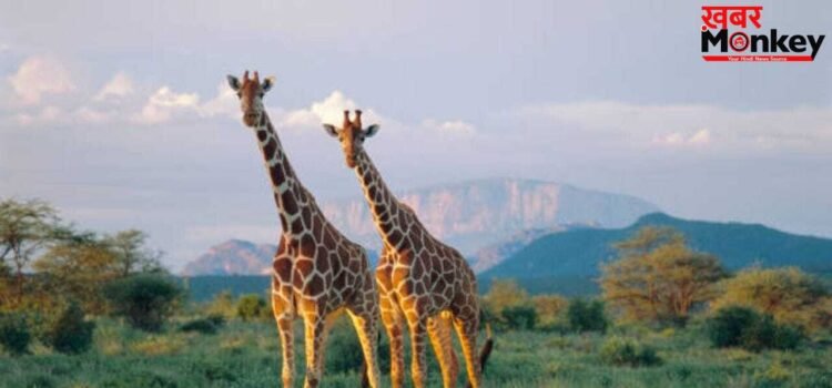 OMG! धरती का ऐसा जानवर जिसकी नींद है बस आधे घंटे, 30 मिनट में पूरे शरीर को कर लेता है तरोताजा