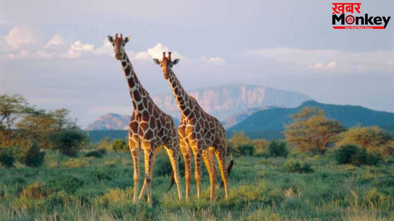 OMG! धरती का ऐसा जानवर जिसकी नींद है बस आधे घंटे, 30 मिनट में पूरे शरीर को कर लेता है तरोताजा