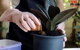 बिना पैसे खर्च किए बनाएं ये 5 घरेलू खाद, बगीचा रहेगा हमेशा हरा-भरा