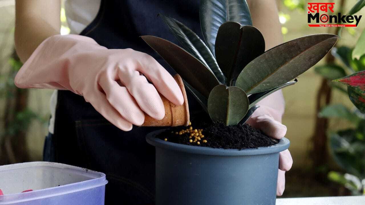 बिना पैसे खर्च किए बनाएं ये 5 घरेलू खाद, बगीचा रहेगा हमेशा हरा-भरा