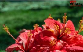 गर्मी में खिल जाएगा चेहरा…ये 5 फूल बढ़ाएंगे चमक, जान लें कैसे करें यूज