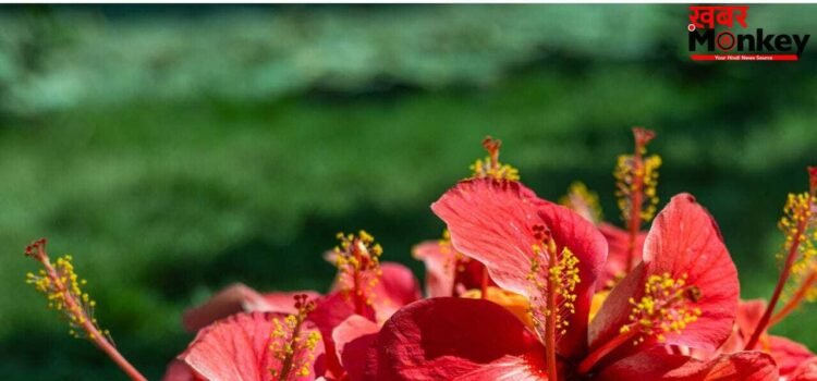 गर्मी में खिल जाएगा चेहरा…ये 5 फूल बढ़ाएंगे चमक, जान लें कैसे करें यूज