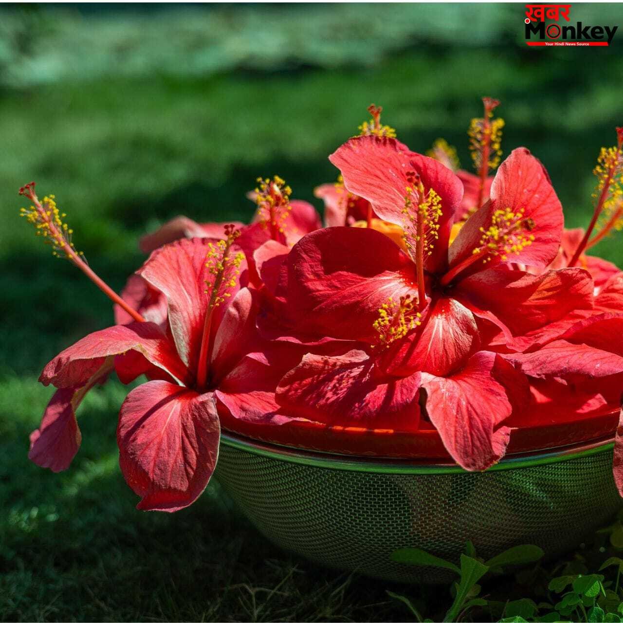 गर्मी में खिल जाएगा चेहरा…ये 5 फूल बढ़ाएंगे चमक, जान लें कैसे करें यूज