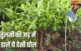 चिलचिलाती धूप वाली गर्मी में भी नहीं सूखेगी तुलसी, गमले में डाल दें ये घोल