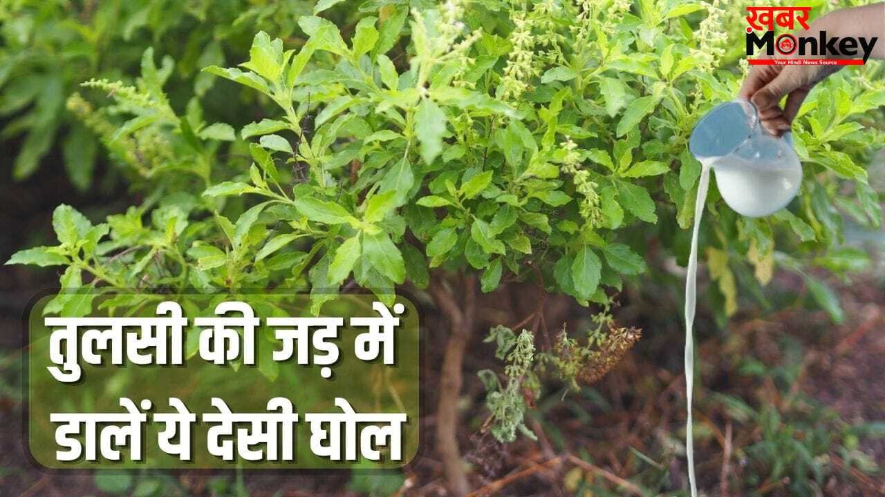 चिलचिलाती धूप वाली गर्मी में भी नहीं सूखेगी तुलसी, गमले में डाल दें ये घोल